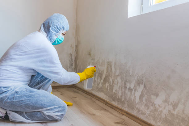 Licensed Commercial Mold Remediation service in Groveland, MA - WQB Mold Removal