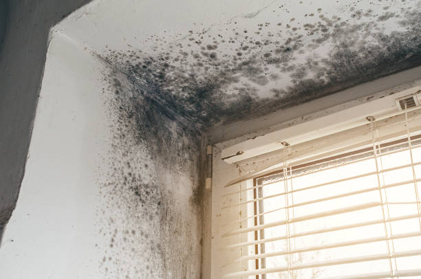 Affordable Commercial Mold Remediation solutions in Groveland, MA